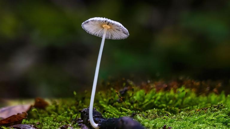 Tintling (COPRINUS Sp)