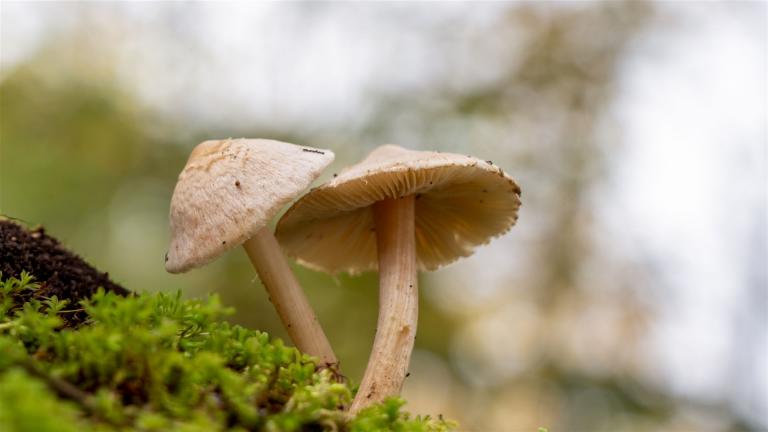 Wolligfädiger Risspilz (INOCYBE SINDONIA)