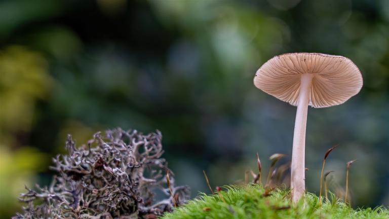 Wurzelschleim-Rübling (HYMENOPELLIS RADICATA)