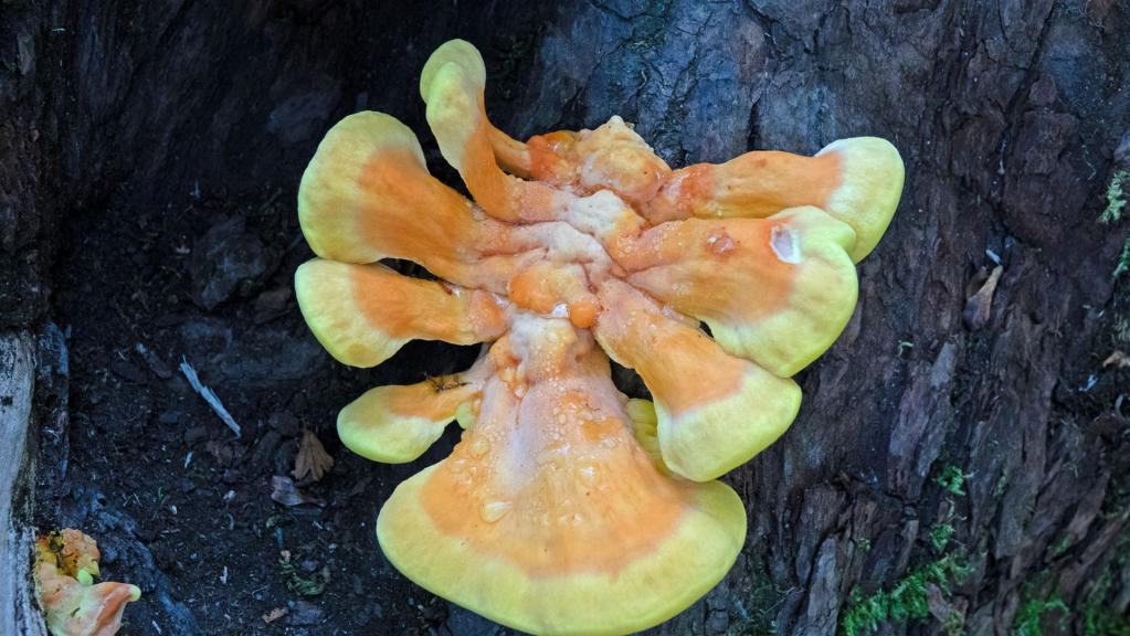 Gemeiner Schwefelporling (Laetiporus sulphureus)