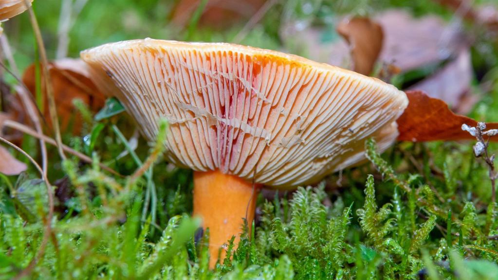 Fichten-Reizker (Lactarius deterrimus)