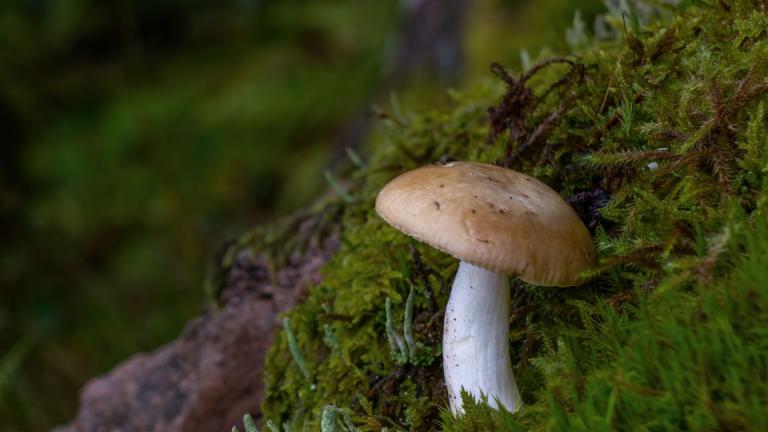 Gilbender Stink-Täubling (RUSSULA SUBFOETENS)