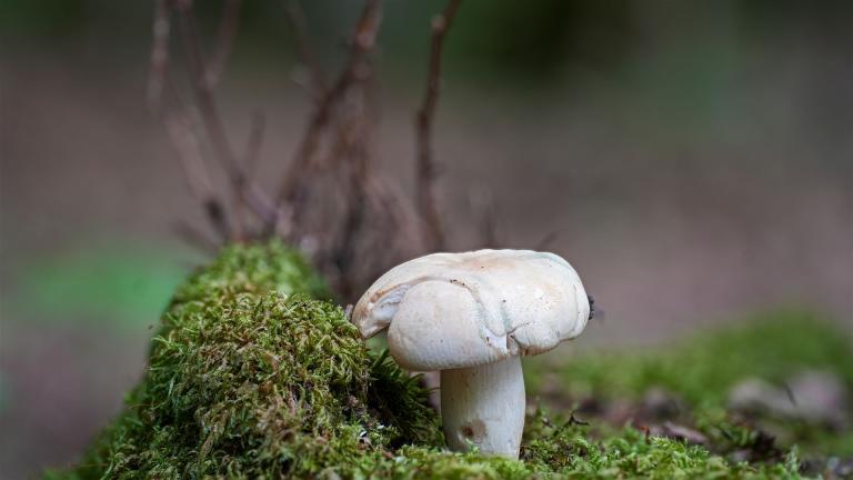 Grüngefelderter Täubling (RUSSULA VIRESCENS)