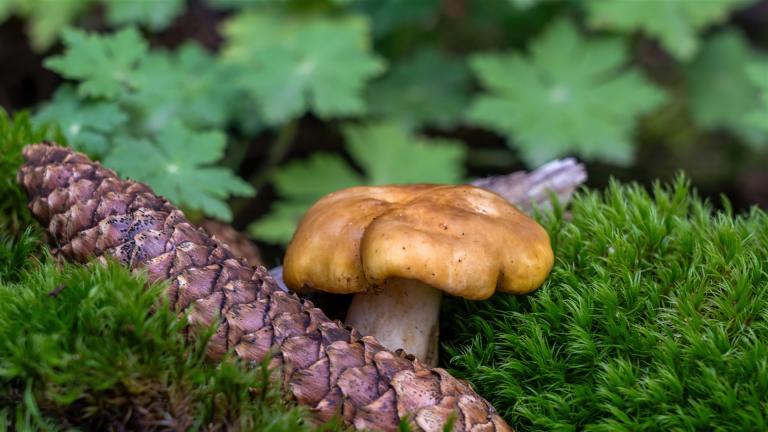Ocker-Täubling (RUSSULA OCHROLEUCA)
