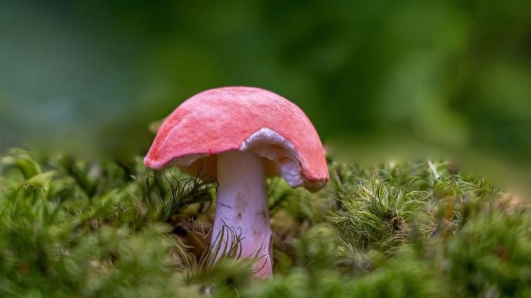 Täubling (Russula Sp)
