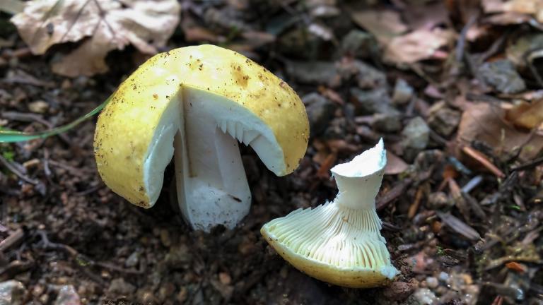 Zitronen-Täubling (RUSSULA OCHROLEUCA)