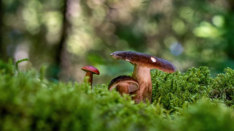Pechschwarzer Milchling (LACTARIUS PICINUS)