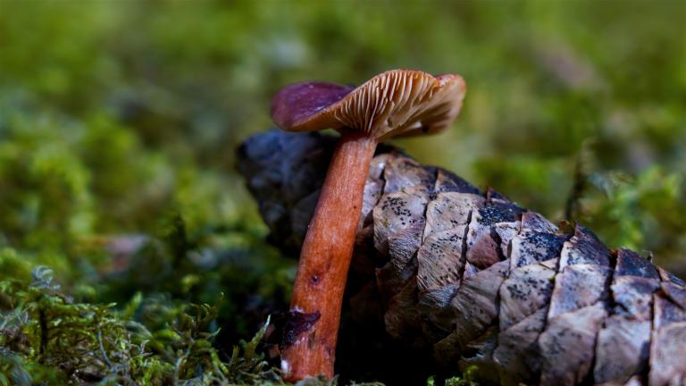Kampfer-Milchling (LACTARIUS CAMPHORATUS)