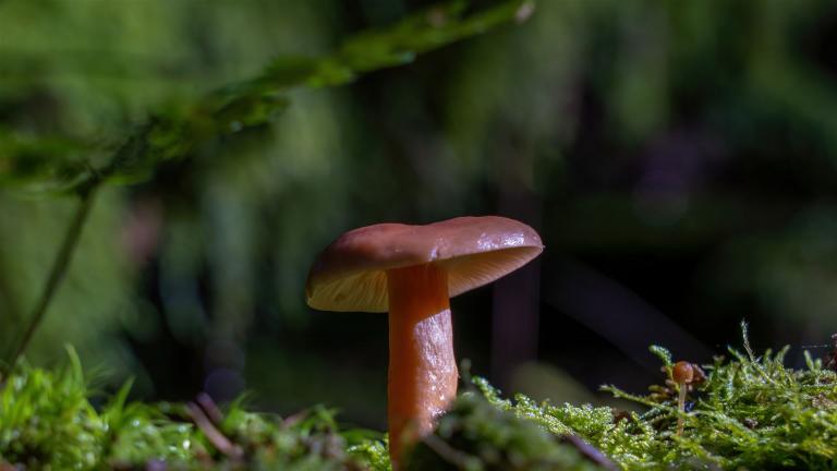 Milder Schwefel-Milchling (LACTARIUS TABIDUS)