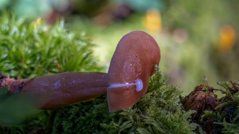 Milder Schwefel-Milchling (LACTARIUS TABIDUS)