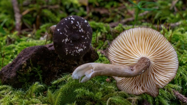 Mohrenkopf-Milchling (LACTARIUS LIGNYOTUS)