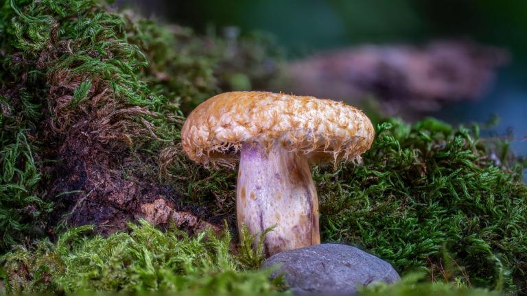 Violett-Milchender Zotten-Milchling (LACTARIUS REPRAESENTANEUS)