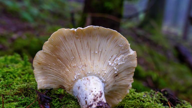 Wolliger Milchling (LACTIFLUUS VELLEREUS)