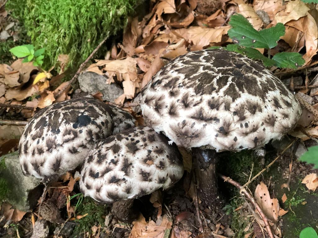 Gemeiner Strubbelkopf-Roehrling (Strobilomyces strobilaceus)