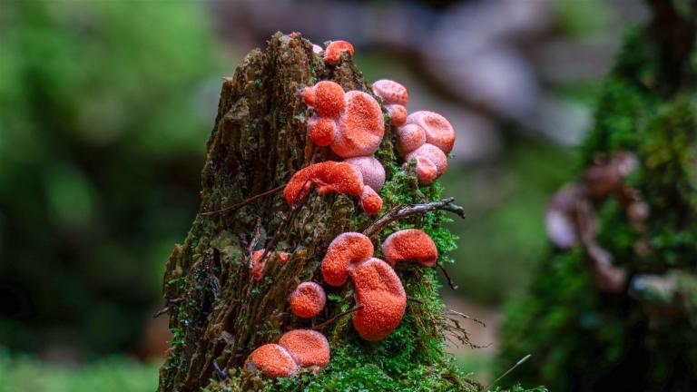 Blutmilchpilz (LYCOGALA EPIDENDRUM )