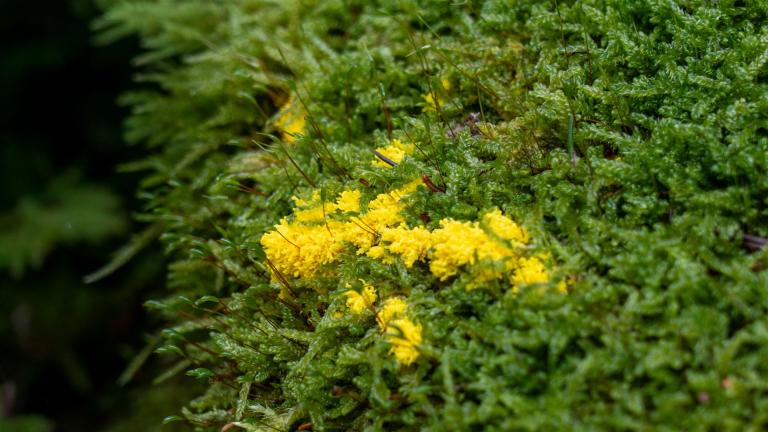 Gelbe Lohbluete oder Hexenbutter (Fuligo septica)