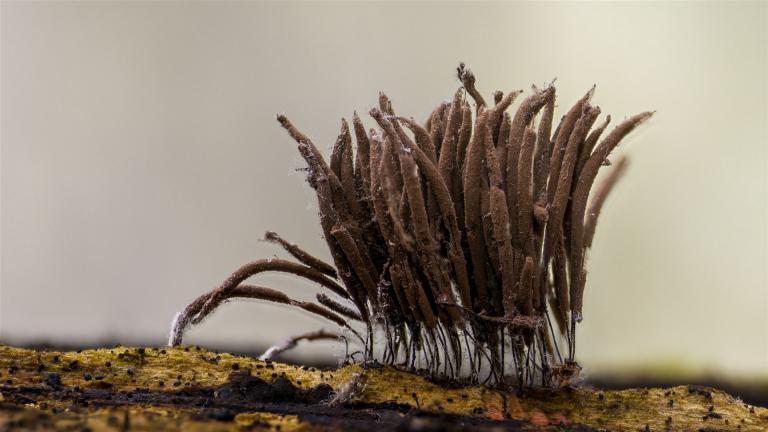 Gemeines Fadenstäubchen  (STEMONITIS AXIFERA)