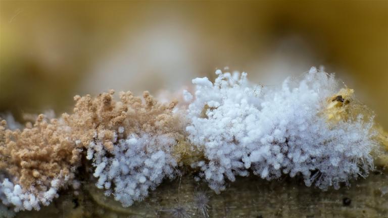 Geweihförmiger Schleimpilz (CERATIOMYXA FRUTICULOSA)