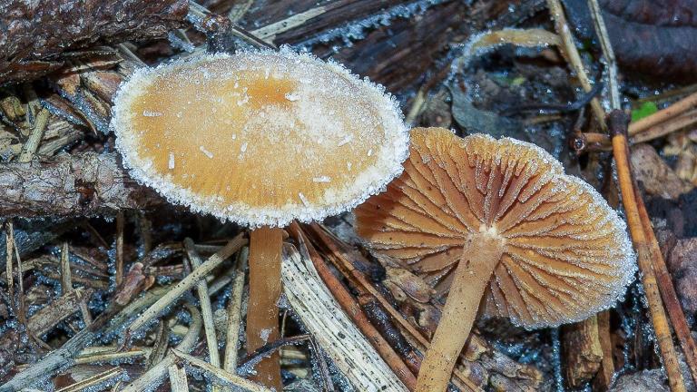 Winter-Trompetenschnitzling (TUBARIA FURFURACEA)