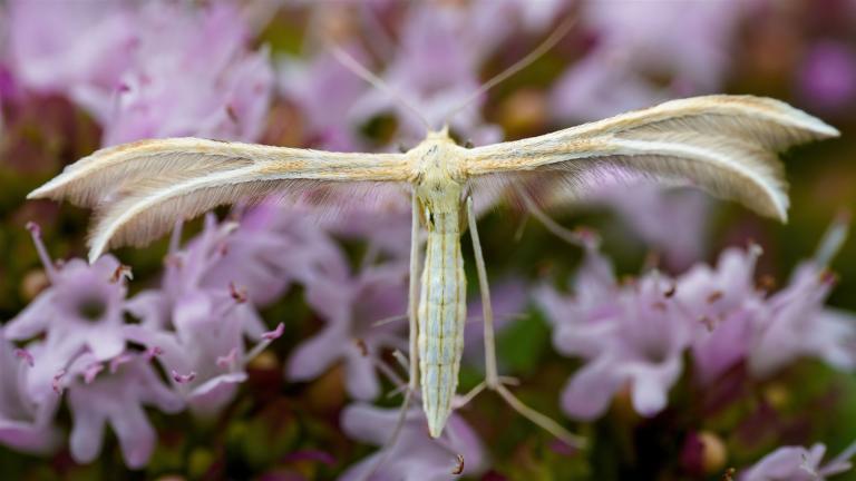 Merrifieldia baliodactylus