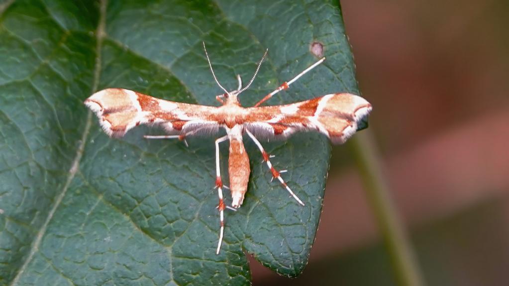 ROSEN-FEDERMOTTE (Cnaemidophorus rhododactyla)