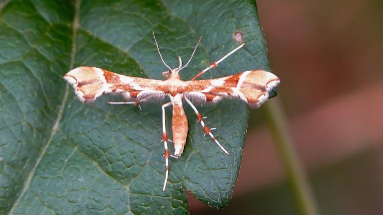 ROSEN-FEDERMOTTE (Cnaemidophorus rhododactyla)