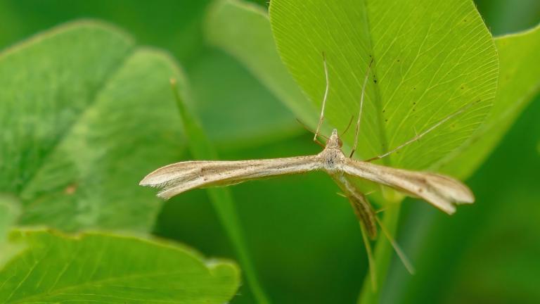 Stenoptilia bipunctidactyla