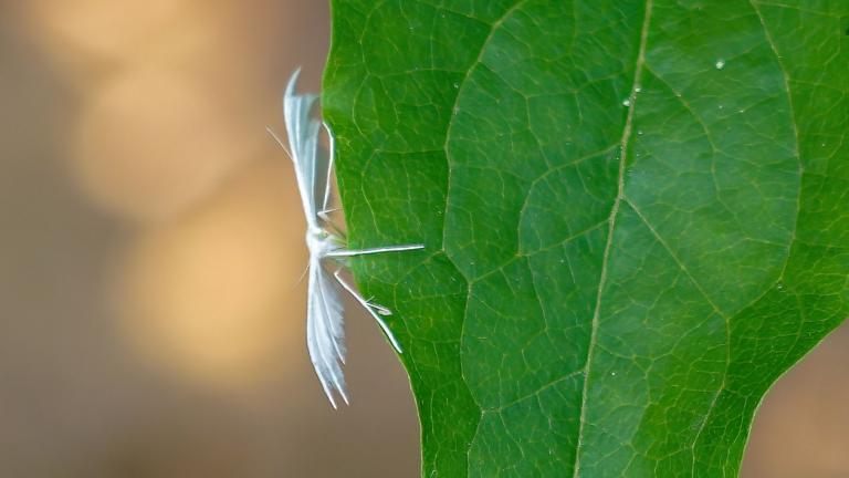 WEISSE WINDEN-FEDERMOTTE (Pterophorus pentadactyla)