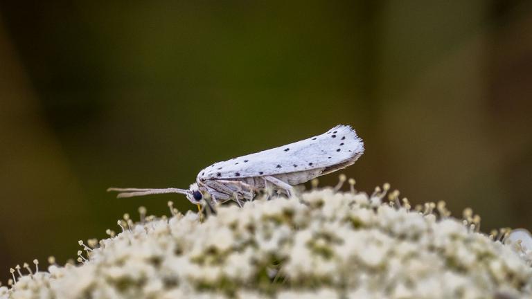 PFAFFENHÜTCHEN-GESPINSTMOTTE  (Yponomeuta cagnagella)