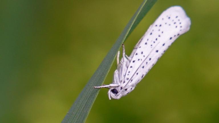 TRAUBENKIRSCHEN-GESPINSTMOTTE  (Yponomeuta evonymellae)