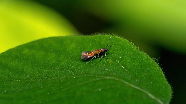 Pancalia leuwenhoekella
