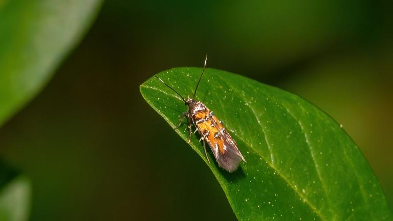 Pancalia leuwenhoekella