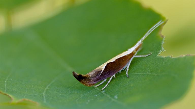 GEISSBLATT-SCHAFENMOTTE (Ypsolopha dentella)