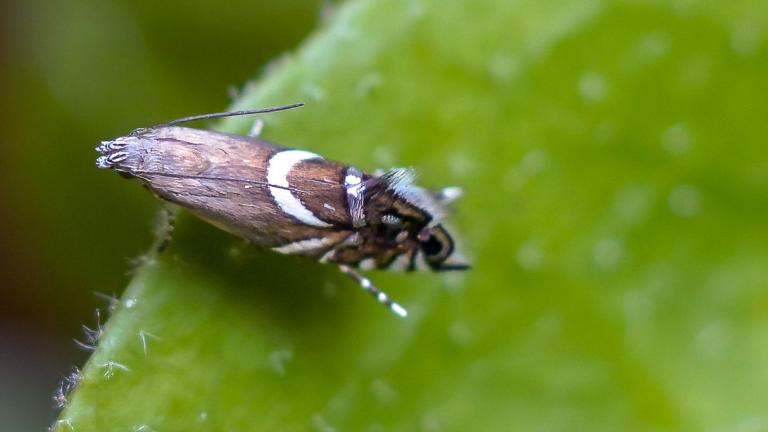 RUNDSTIRNMOTTE Glyphipterix forsterella