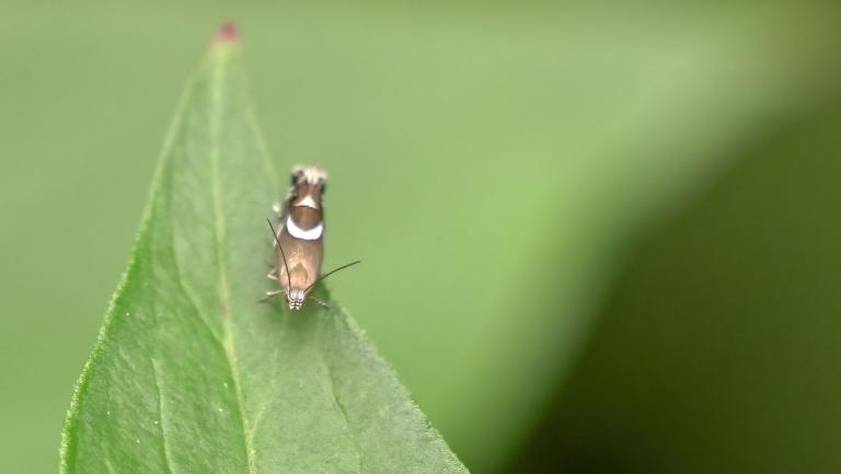 RUNDSTIRNMOTTE Glyphipterix forsterella