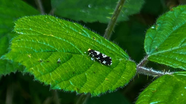 VIERFLECK-TOTHOLZMOTTE (Triaxomera fulvimitrella)